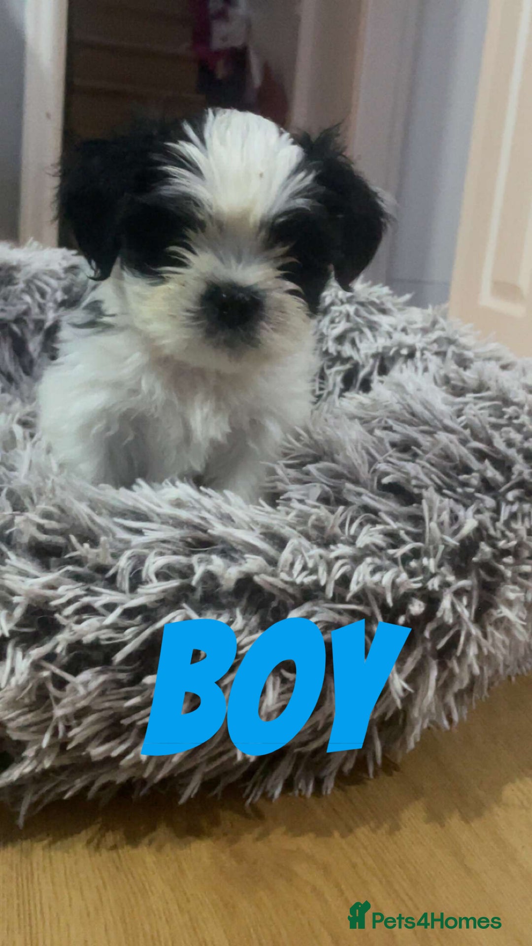 Shih Tzu dogs for sale: Shih Tzu Puppies - Image 22
