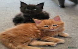 Maine Coon cats for sale: Two maine coon kittens for sale - Image 3