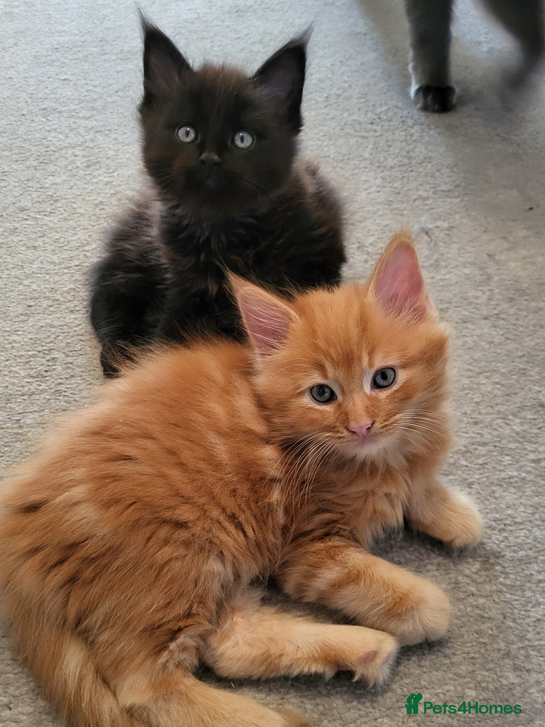 Maine Coon cats for sale: Two maine coon kittens for sale - Image 3