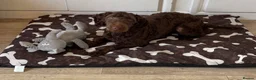 Labradoodle dogs for sale: Miniature Labradoodle Puppies - Advert 15