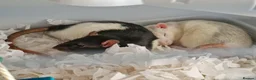 Rat rodents for sale: 5 lovely Rats  - Advert 4