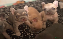 French Bulldog dogs for sale: Last 3 pups available !!Kc French bulldog puppy’s  - Image 12