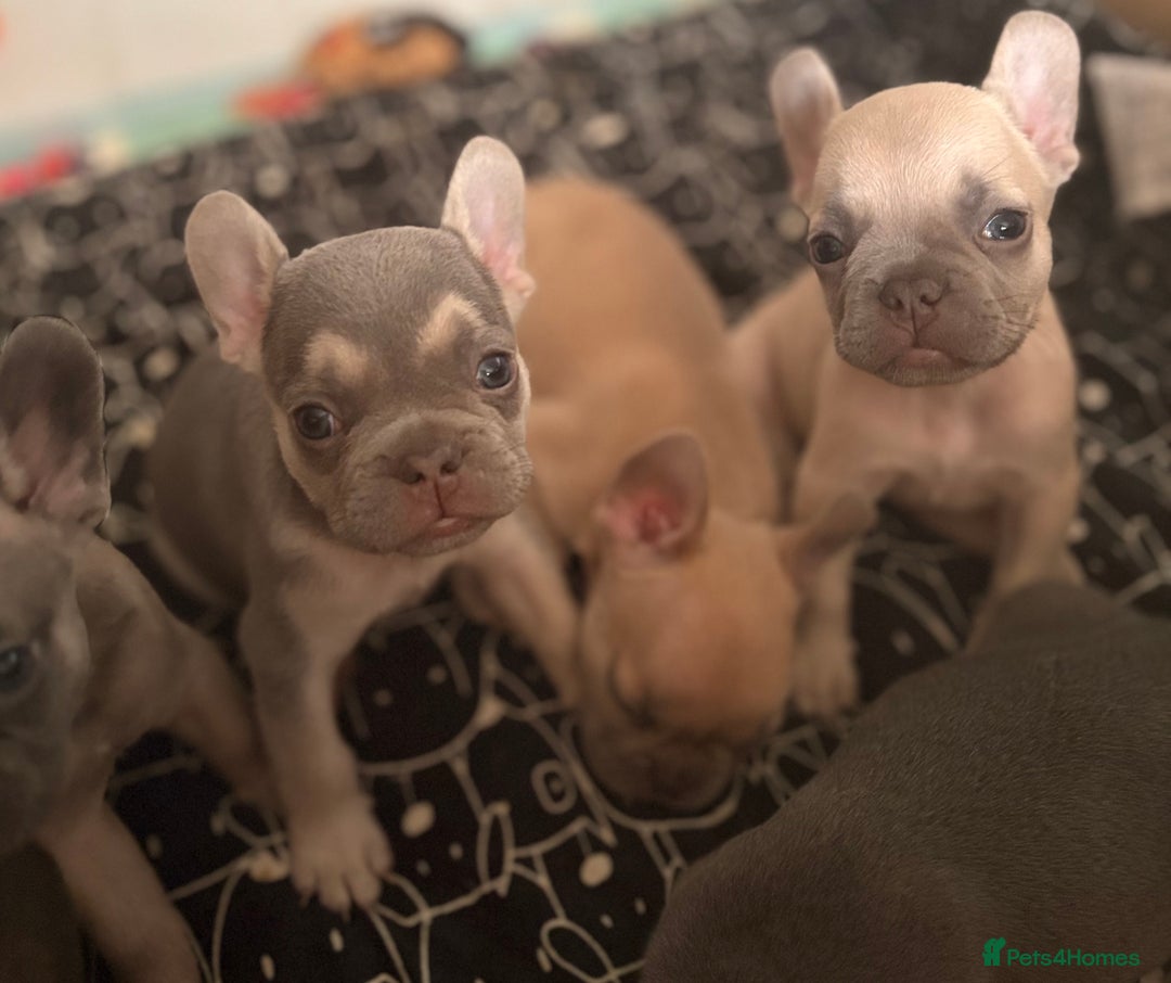 French Bulldog dogs for sale: Last 3 pups available !!Kc French bulldog puppy’s  - Image 12