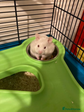Hamster rodents - Advert 18