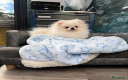 Pomeranian dogs for sale: Pomeranian Last Boy - Image 16