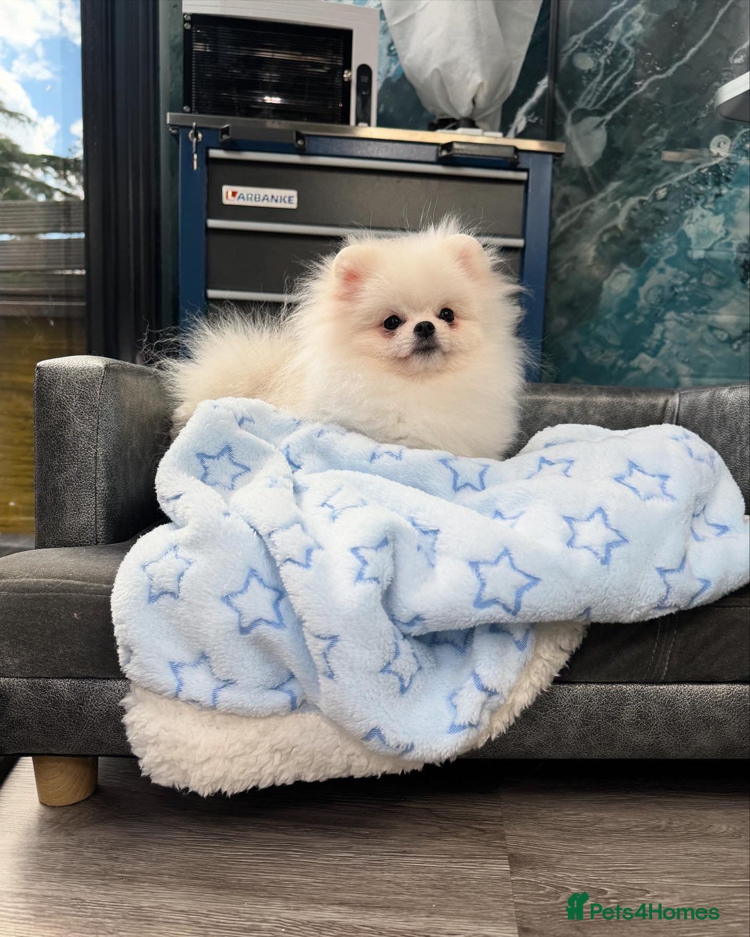 Pomeranian dogs for sale: Pomeranian Last Boy - Image 16