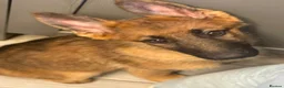 German Shepherd dogs for sale: 12 week old German shepherd puppies in Crook - Advert 12