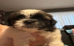 Shih Tzu dogs for sale: Shih tzu  - Image 13