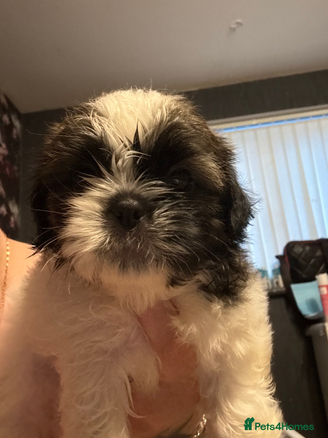 Shih Tzu dogs for sale: Shih tzu  - Image 13