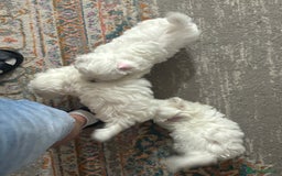 Bichon Frise dogs for sale: Three little puppies  - Image 2