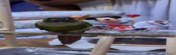 Conures birds for sale: Male green cheeked conure needing new home - Advert 4