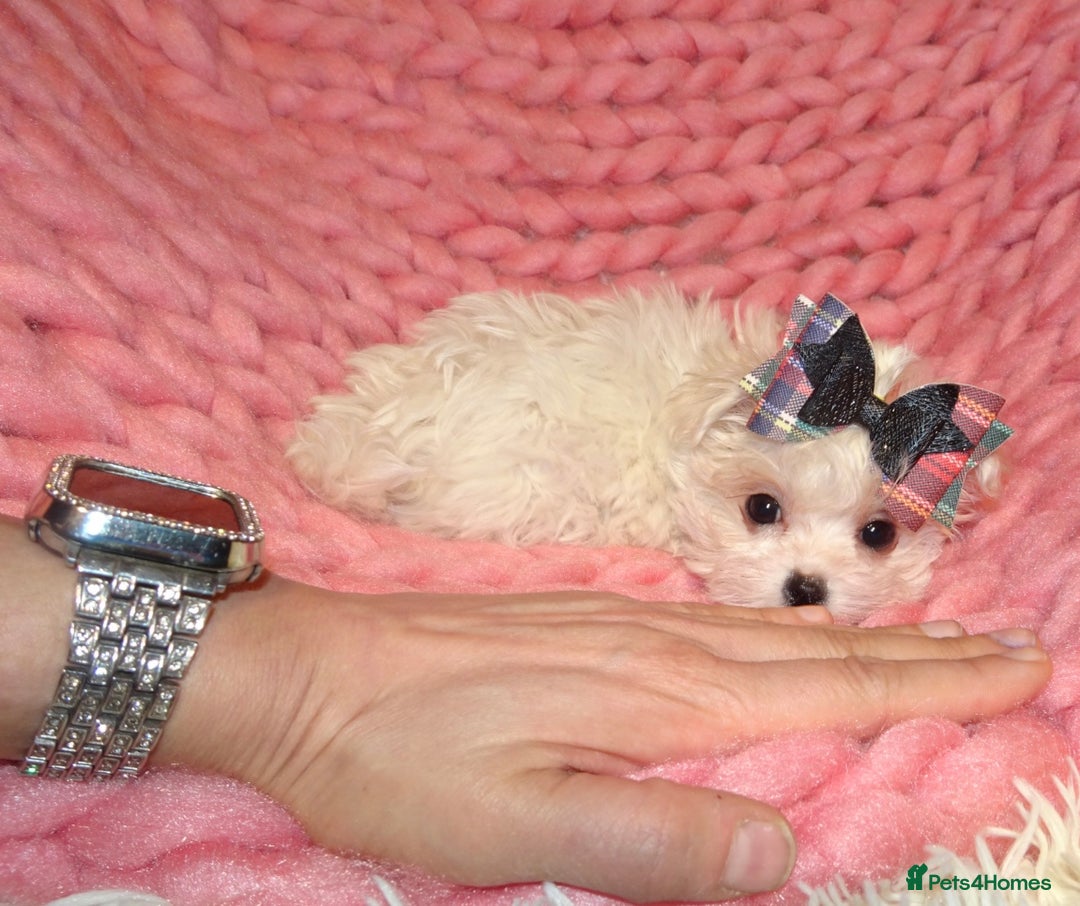 Maltipoo dogs for sale: *Micro Tiny F1 Maltese x Toy Poodle Maltipoo Pup* - Image 4