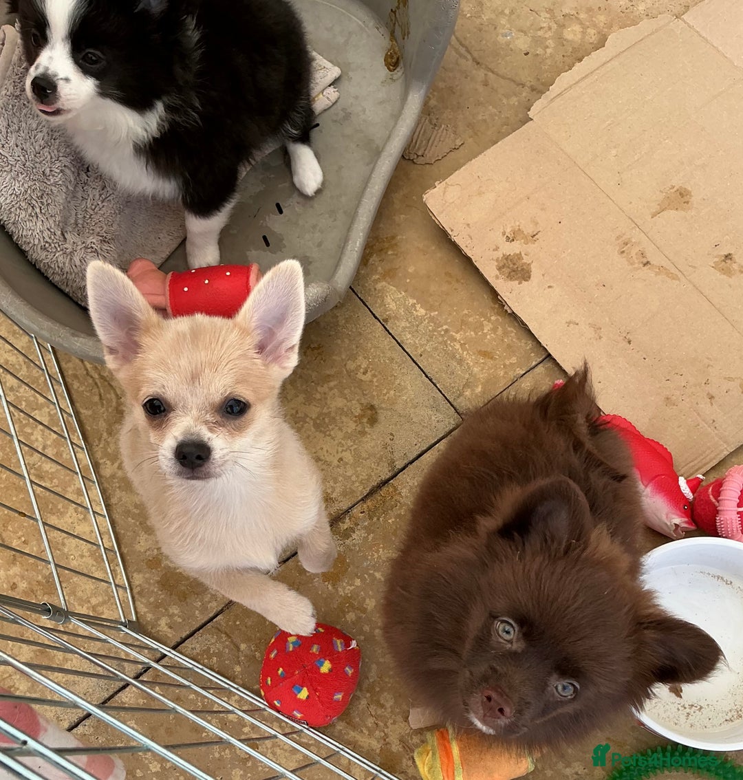Pomchi dogs for sale: Pomchi - Image 15