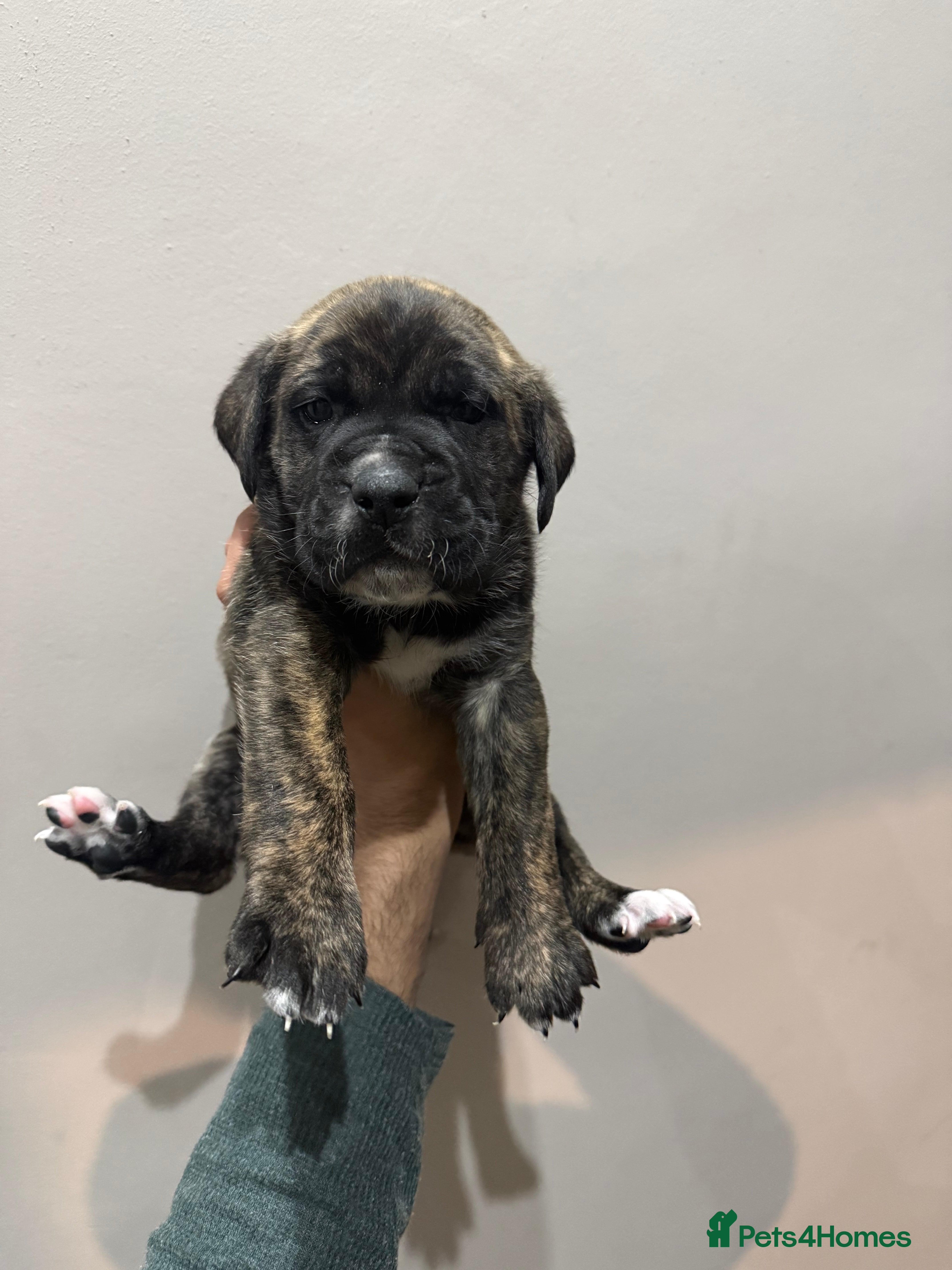 Presa Canario dogs Pure elite * presa Canario pups - Advert 1