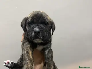 Presa Canario dogs Pure elite * presa Canario pups - Advert 1