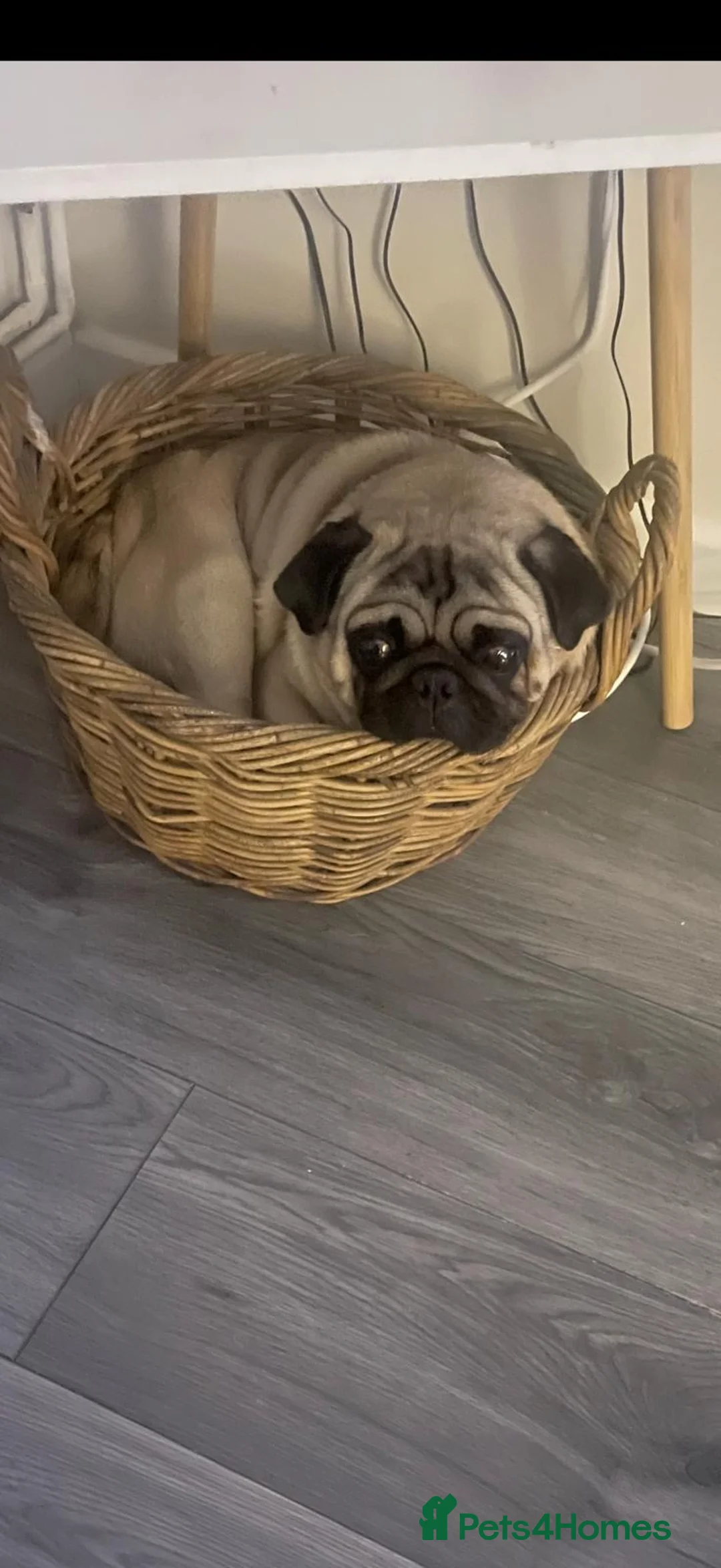 Pug dogs for sale: KC REGISTERED PUG PUPPY ( PADDINGTON ) - Advert 7