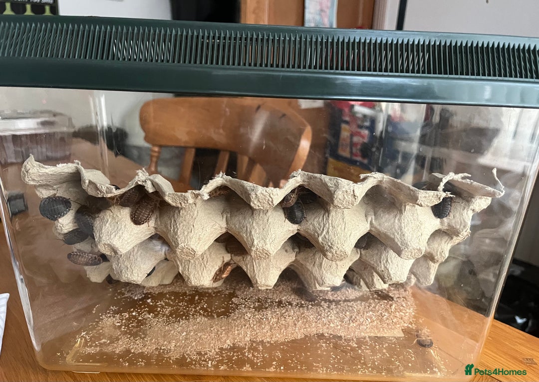 Bearded Dragon reptiles for sale: Bearded dragon  - Advert 7