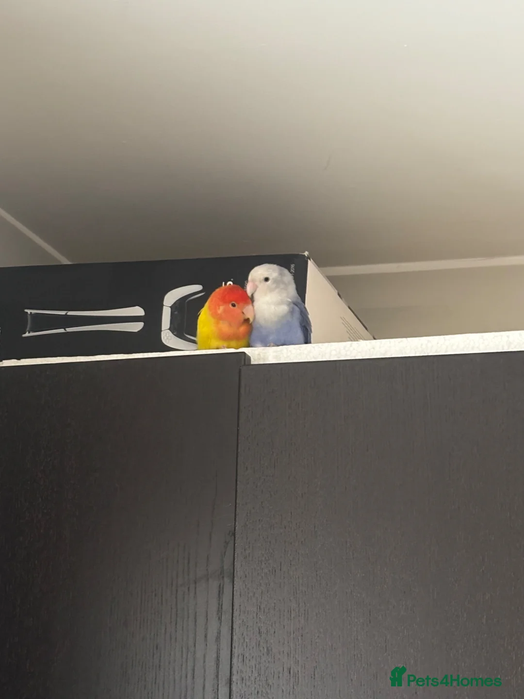 Lovebirds birds for sale: Lovebirds in London - Advert 2