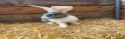 Continental Giant rabbits for sale: Continental Giant Rabbit babies available  - Advert 4