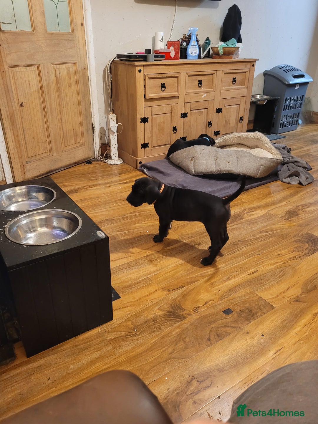 Great Dane dogs for sale: Only 2 beautiful Great Dane girls left. Ready now - Advert 18