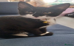 Mixed Breed cats for sale: Three beautiful tuxedos - MMF - Image 2