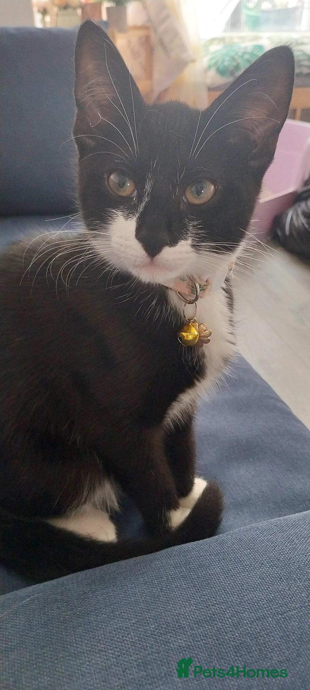 Mixed Breed cats for sale: Three beautiful tuxedos - MMF - Image 2
