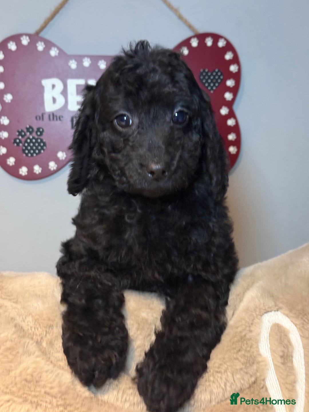 Cockapoo dogs for sale: F1B Cockapoo’s fully vaccinated  - Advert 8