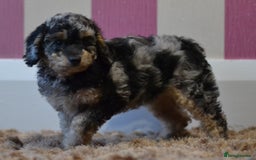 Miniature Poodle dogs for sale: Miniature Poodle Puppies from DNA tested Parents - Image 13