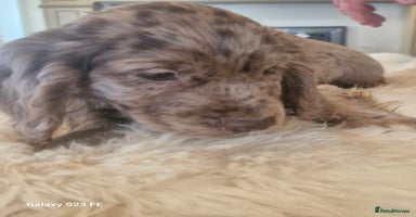 Cocker Spaniel dogs - Advert 13