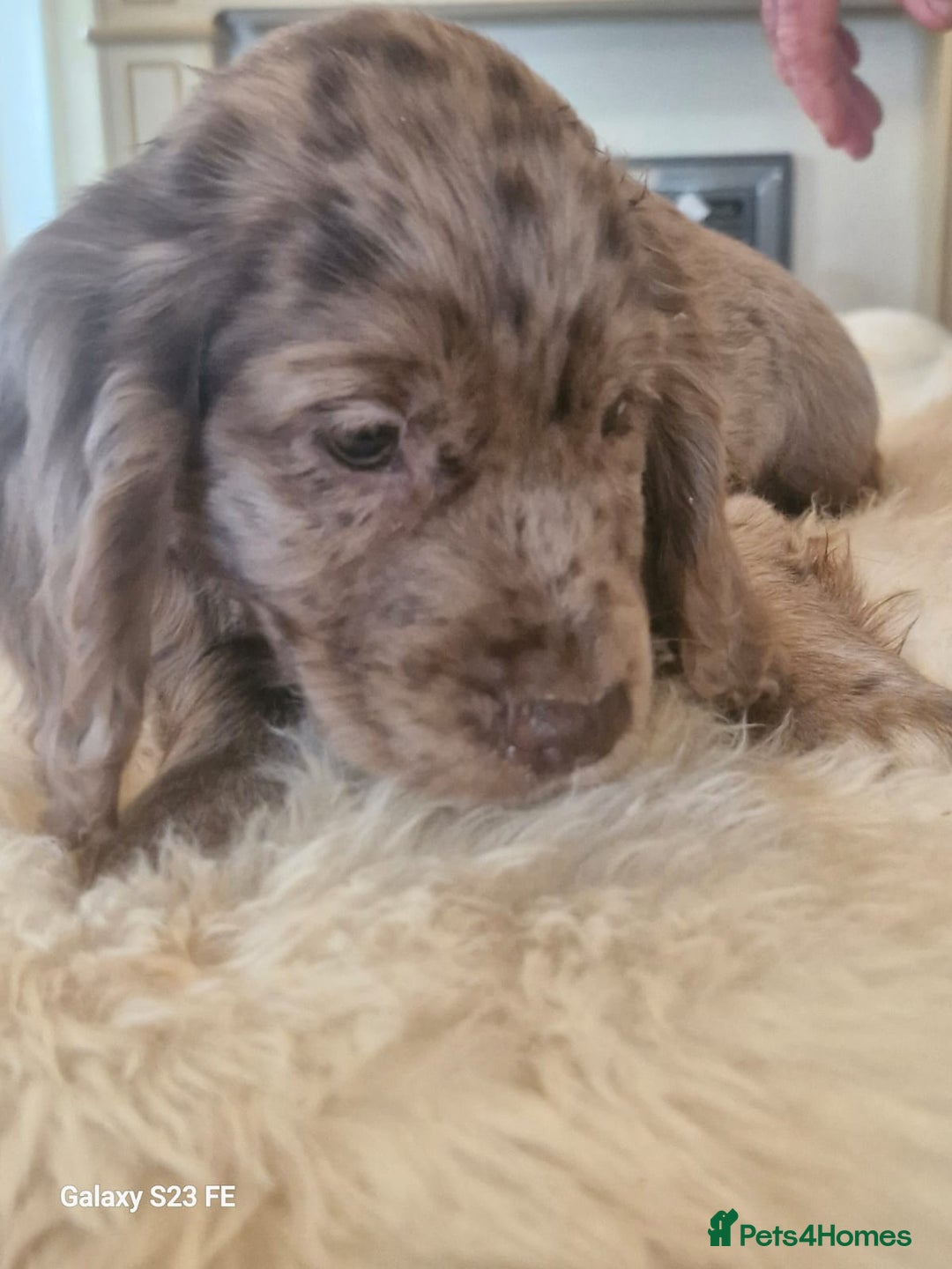 Cocker Spaniel dogs for sale: Cocker Spaniel puppies  - Image 2