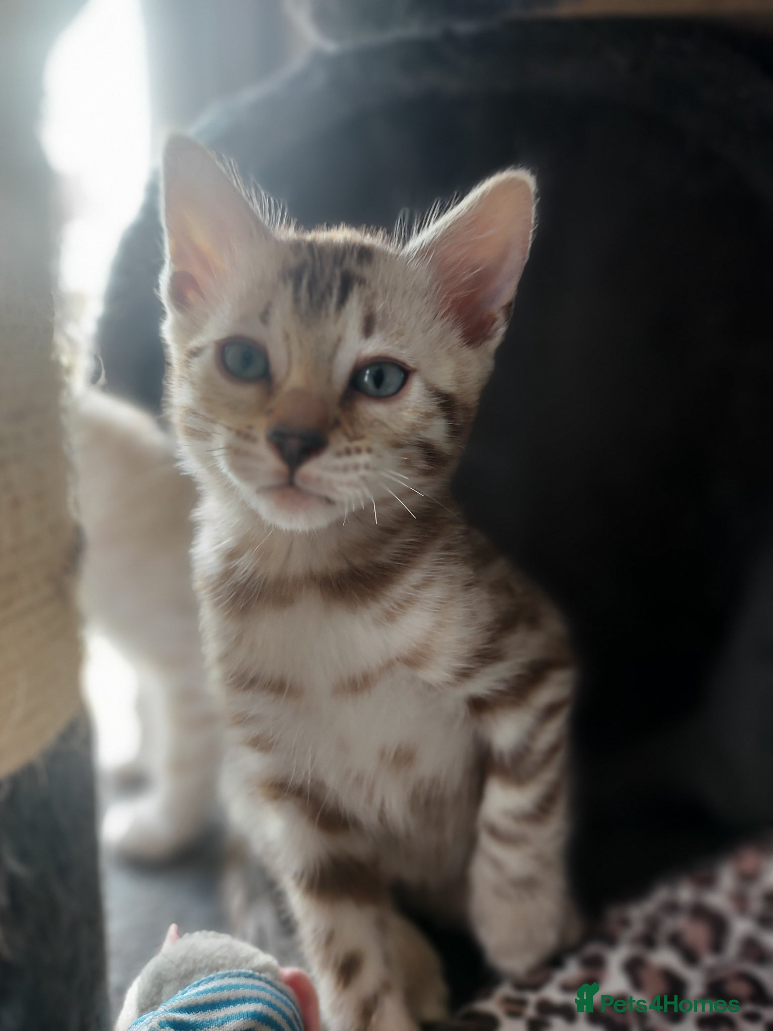 Bengal cats for sale: Pedigree Snow Bengal Kittens  - Advert 17