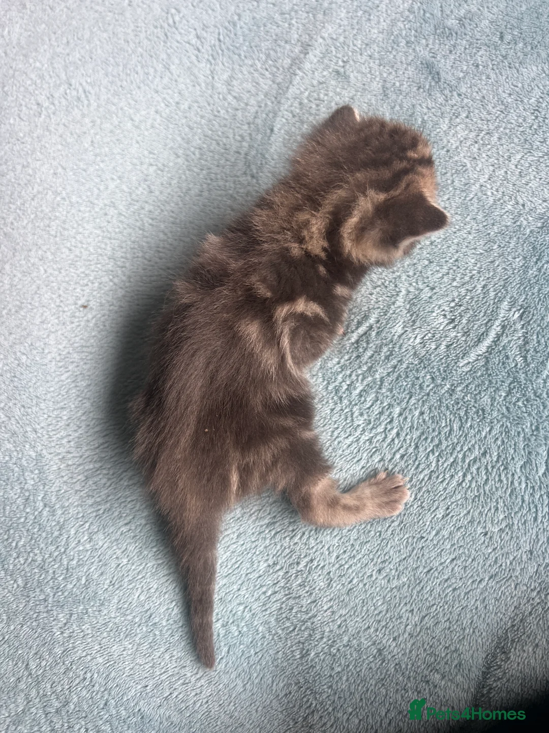 Mixed Breed cats for sale: 4 beautiful kittens looking for new homes  - Advert 9