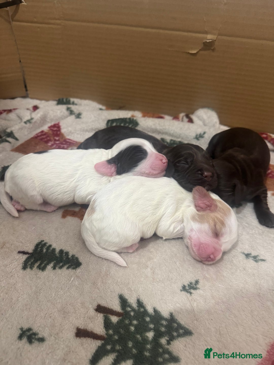 Cocker Spaniel dogs for sale: Beautiful Female Working Cocker Spaniels - Advert 9