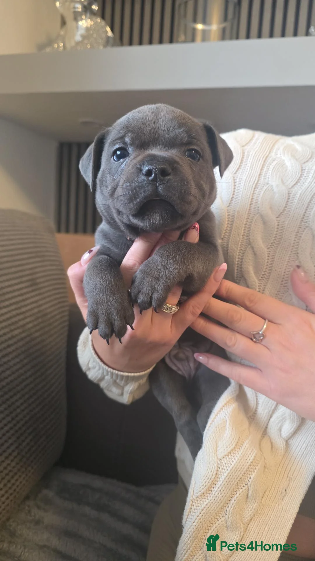 Staffordshire Bull Terrier dogs for sale: Staffordshire Bull Terrier in Caernarfon - Advert 12