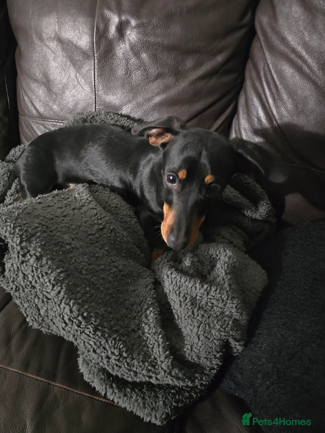 Miniature Dachshund dogs for sale: Miniature dachshund male - Advert 1