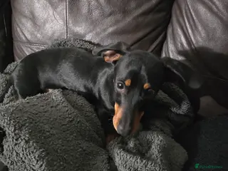 Miniature Dachshund dogs Miniature dachshund male - Advert 1