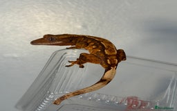 Gecko reptiles for sale: Crested Geckos ( can provide set up) in Upminster - Image 4