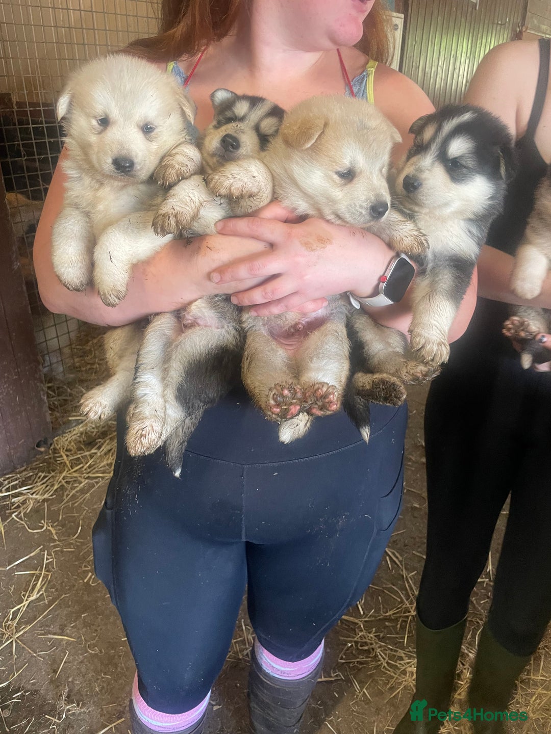 Siberian Husky dogs for sale: READY NOW German Shepherd cross Husky Puppies  in Kinross - Image 4