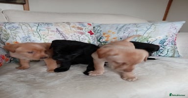 Labrador Retriever dogs - Advert 15