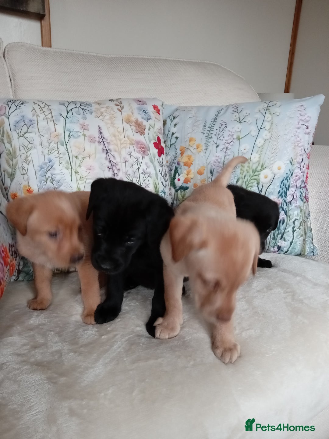 Labrador Retriever dogs for sale: KC reg DNA tested Labrador puppies. - Image 3