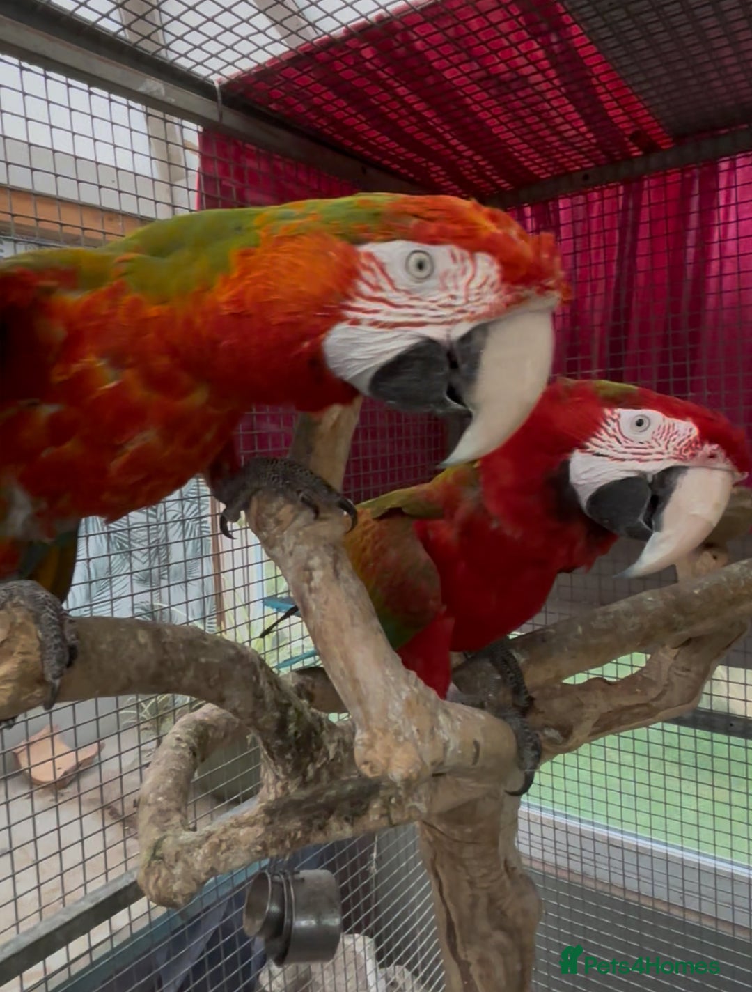 Macaws birds for sale: Tropicana x Jubilee pair of Macaws  - Advert 3