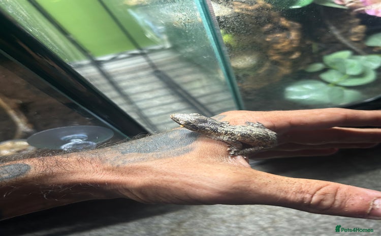 Gecko reptiles - Advert 1