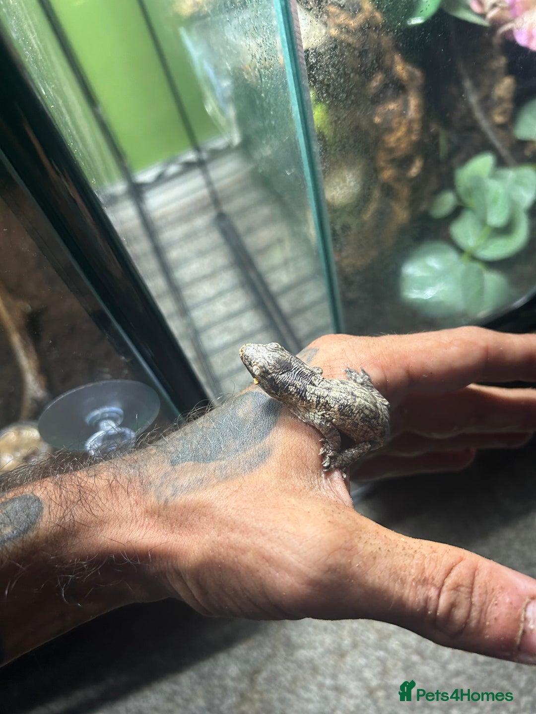 Gecko reptiles for sale: Leachi gecko  - Image 1