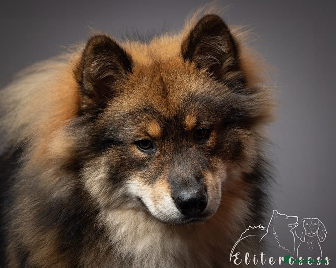 Eurasier dogs for sale: Eurasier Puppies KC Registered in Northampton - Image 21