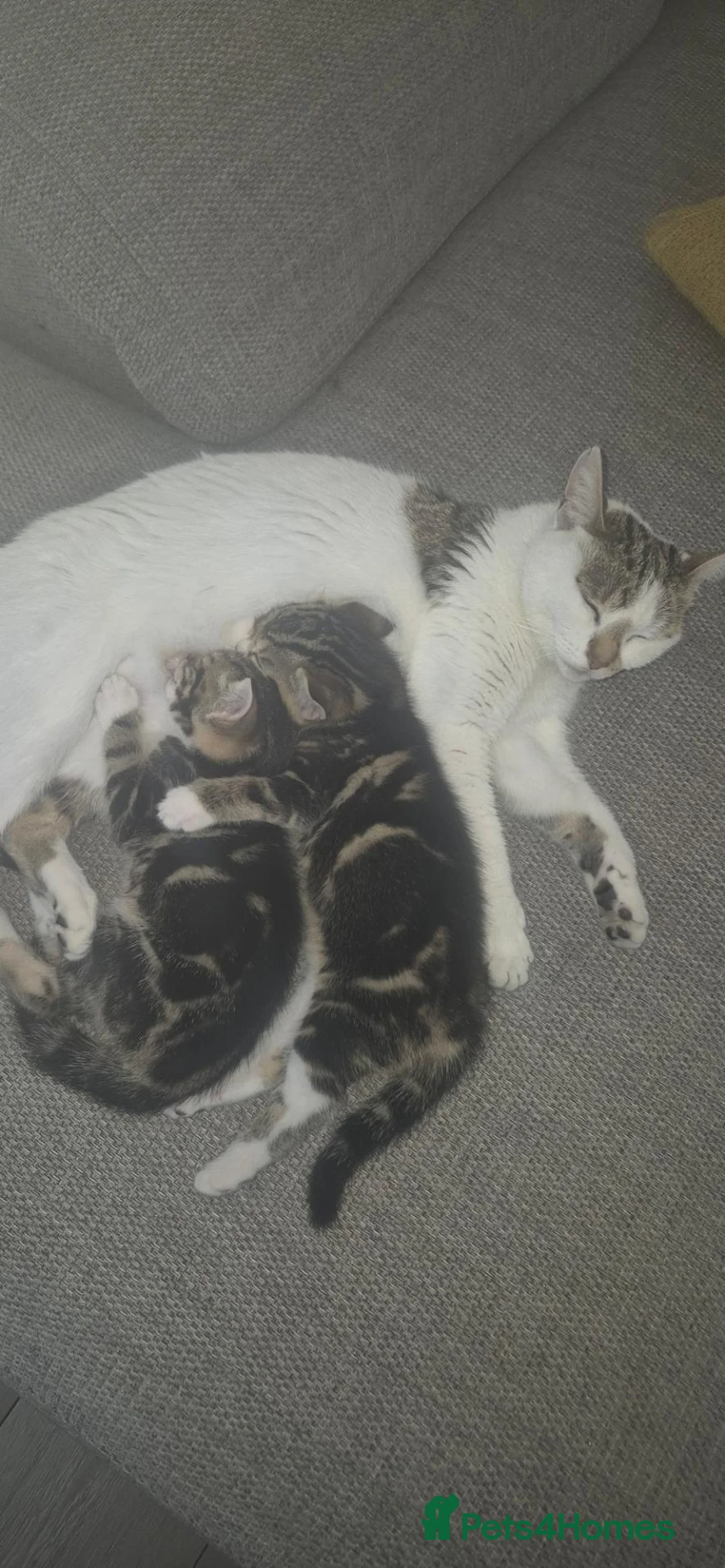 Mixed Breed cats for sale: Beautiful Tabby kitten - Advert 11