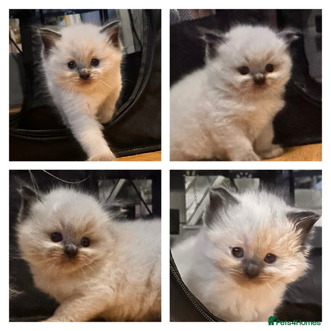 Ragdoll cats for sale: Pure ragdoll  - Advert 1