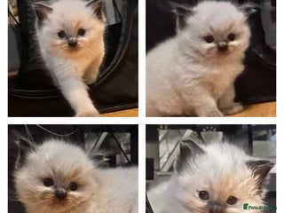 Ragdoll cats Pure ragdoll - Advert 2