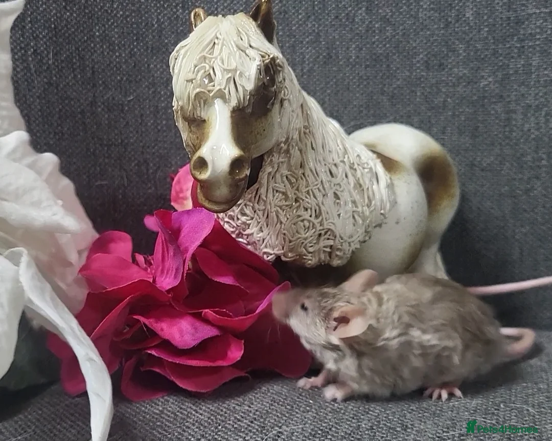 Mouse rodents for sale: Friendly fancy mice - Advert 2