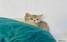 British Shorthair cats for sale: 🐾 Purebred BSH kittens🐾 - Image 7
