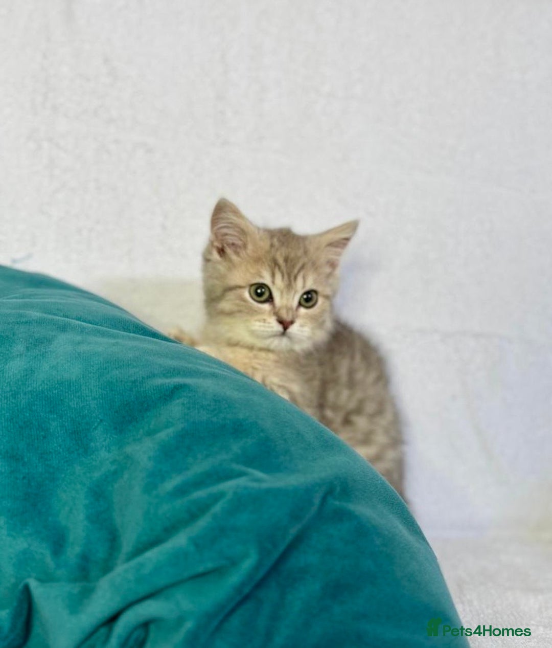 British Shorthair cats for sale: 🐾 Purebred BSH kittens🐾 - Image 7
